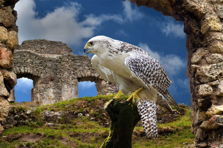 falconry hawk nature ancient bird sky flying fly