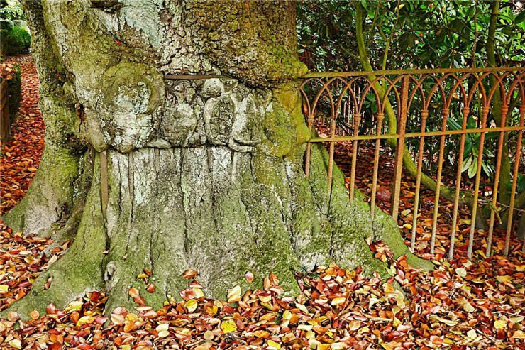fence inside tree autumn leaves