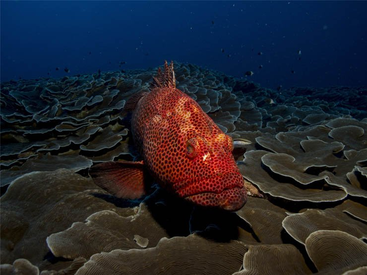 fish deep ocean under water underwater sea