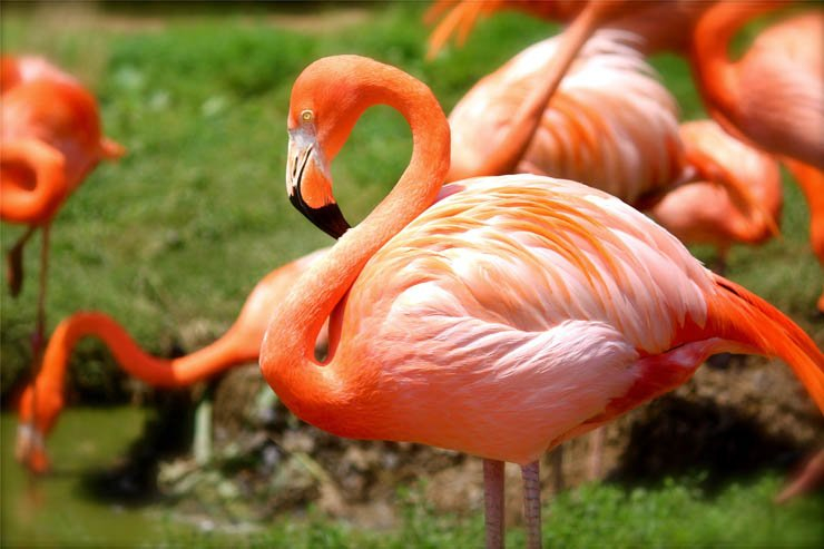 flamingo bird zoo park jungle forest red