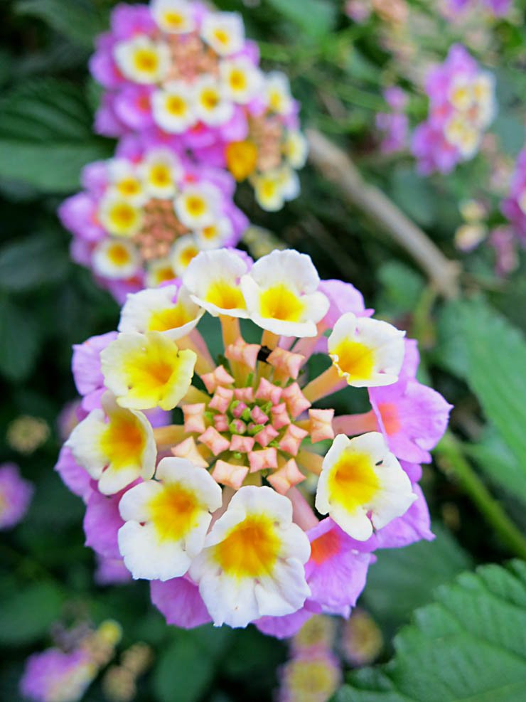 flower flowers floral spring nature plant plants beautiful color colorful