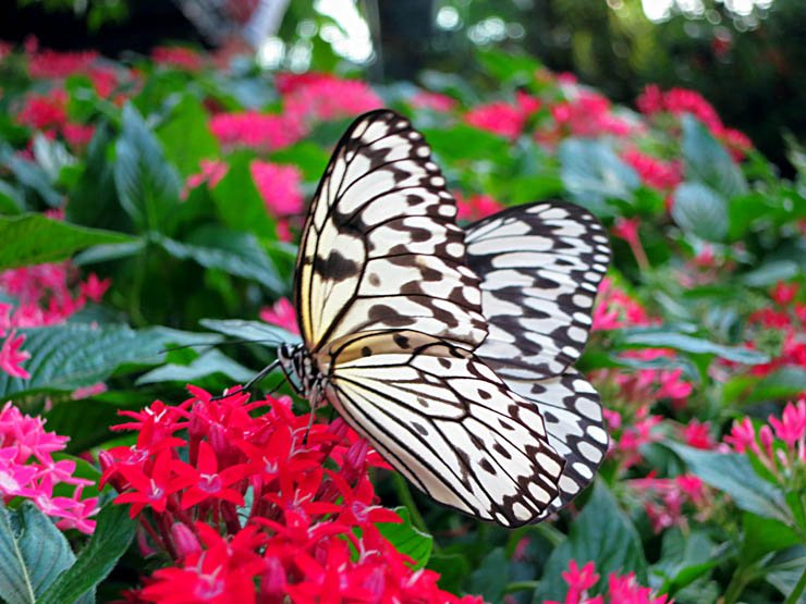 flower flowers floral spring nature plant plants butterfly fly insect