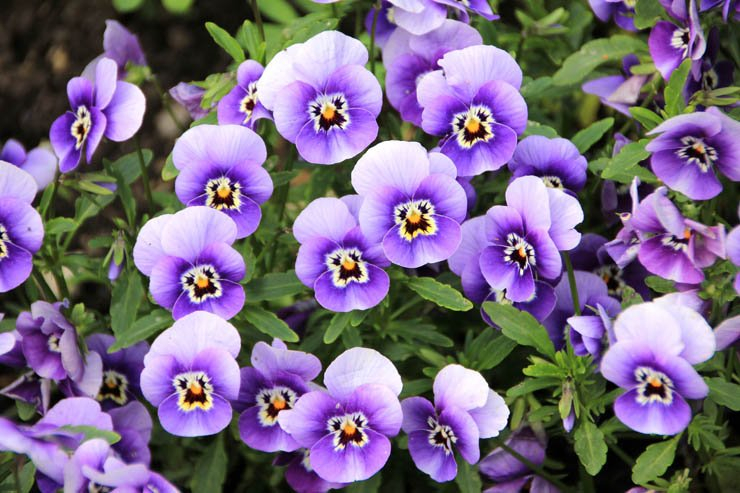 flower flowers floral spring nature plant plants nature purple