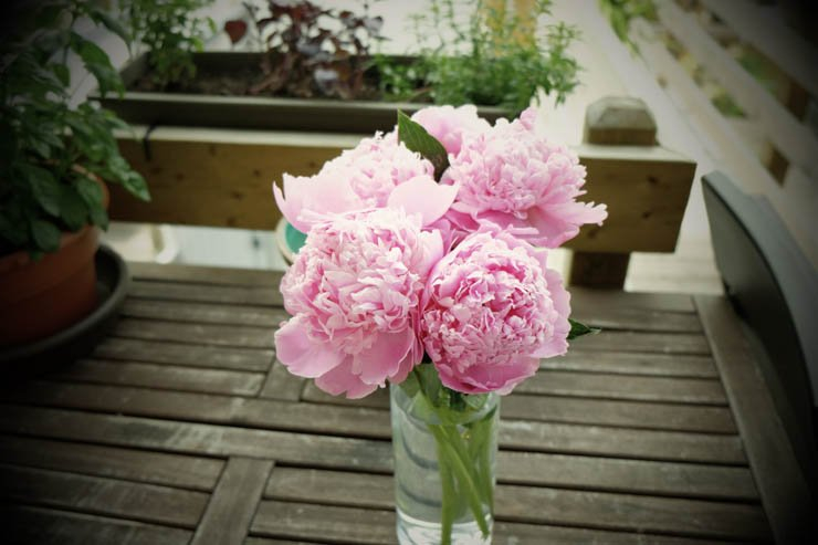 flower flowers floral spring nature plant plants rose roses pink table