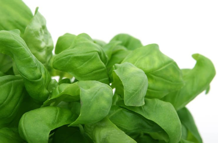 food health eat healthy vegetable vegetables leaf leaves