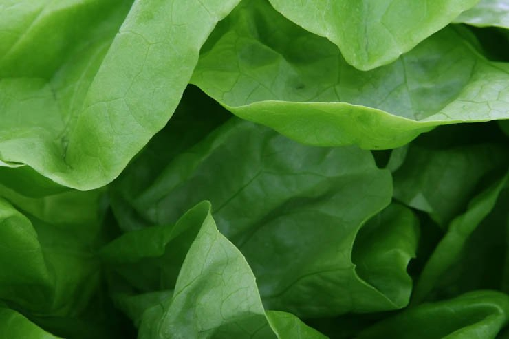 food health eat healthy vegetable vegetables leaf leaves lettuce