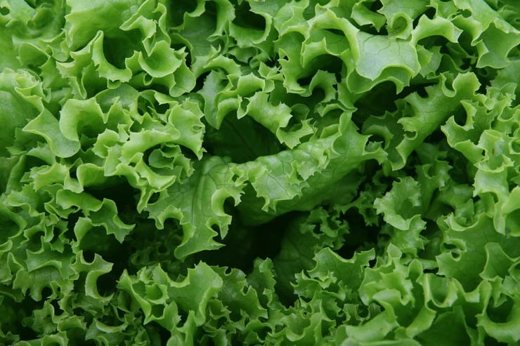 food health eat healthy vegetable vegetables lettuce salad