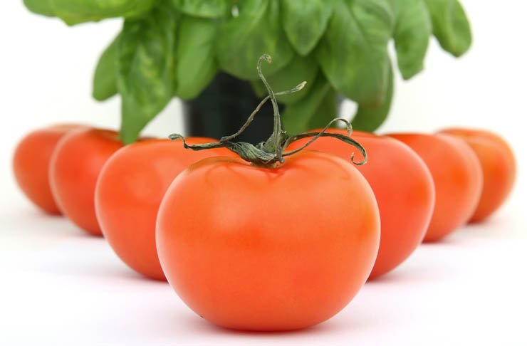 food health eat healthy vegetable vegetables plant plants tomato tomatoes