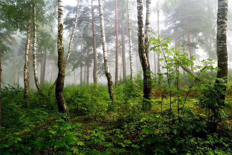 forest fog nature nature tree trees