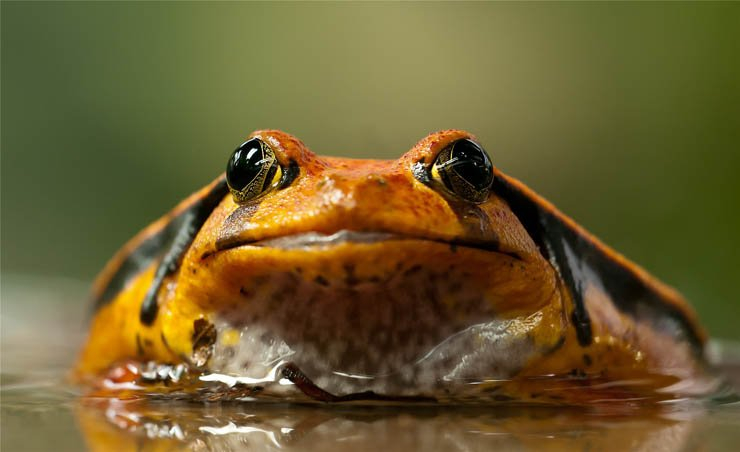 frog frogs animal reptile amphibious zoo lake orange nature