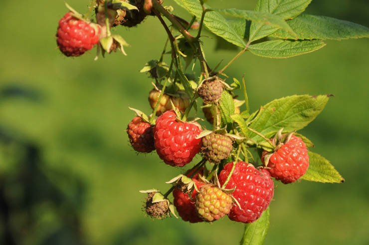 fruit fruits health healthy food berry berries raspberry