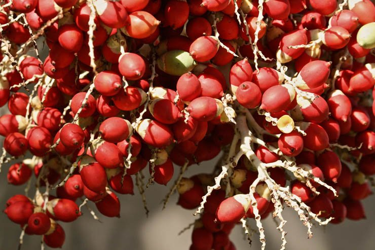 fruit fruits health healthy food date dates harvest