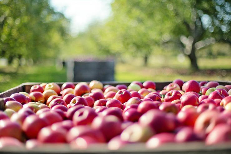 fruit fruits health healthy food farm apple apples truck harvest
