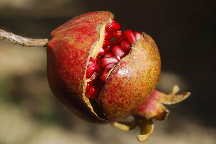 fruit fruits health healthy food pomegranate