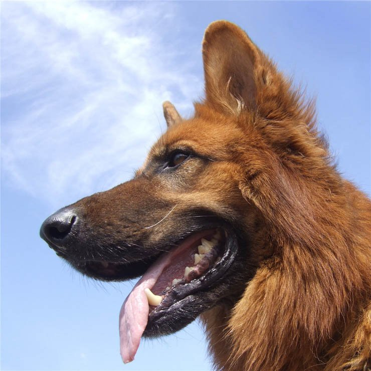 german shepard dog tongue sky happy outdoor animal animals
