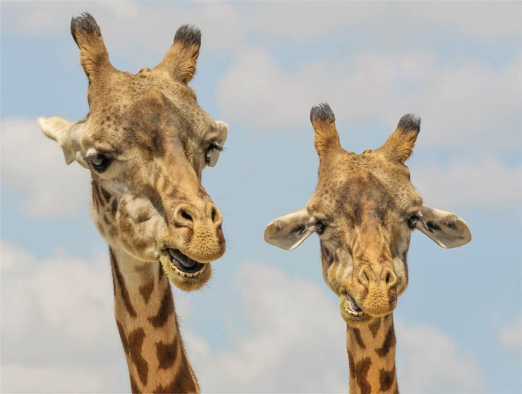 giraffe animal tall animals zoo park forest sky high