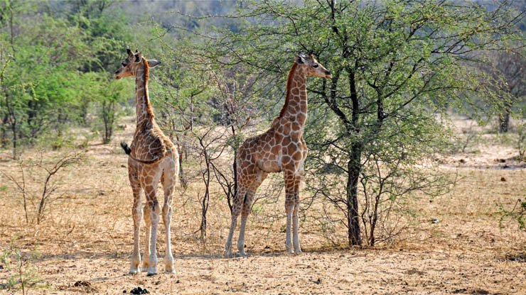 giraffes around trees in jungle animal animals zoo park forest ...