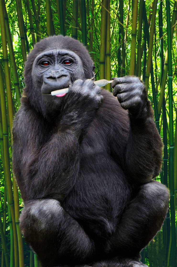 gorilla animal monkey animals zoo jungle forest bamboo stick plant plants eat eating