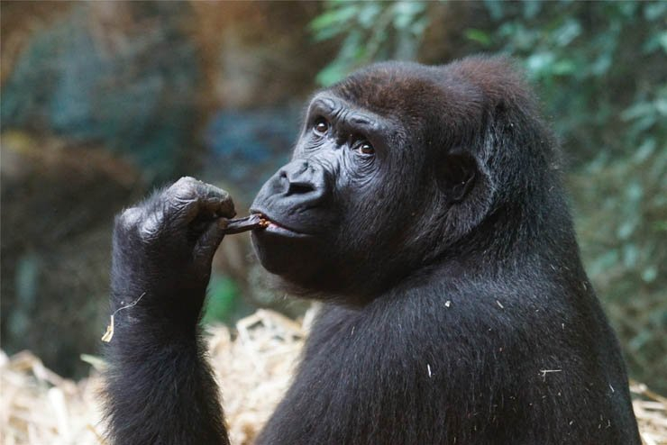 gorilla animal monkey animals zoo jungle forest eat eating