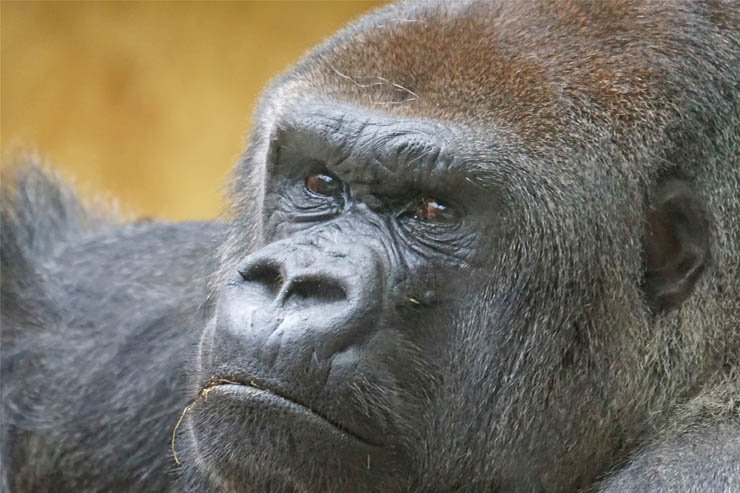 gorilla animal monkey animals zoo jungle forest think thinking