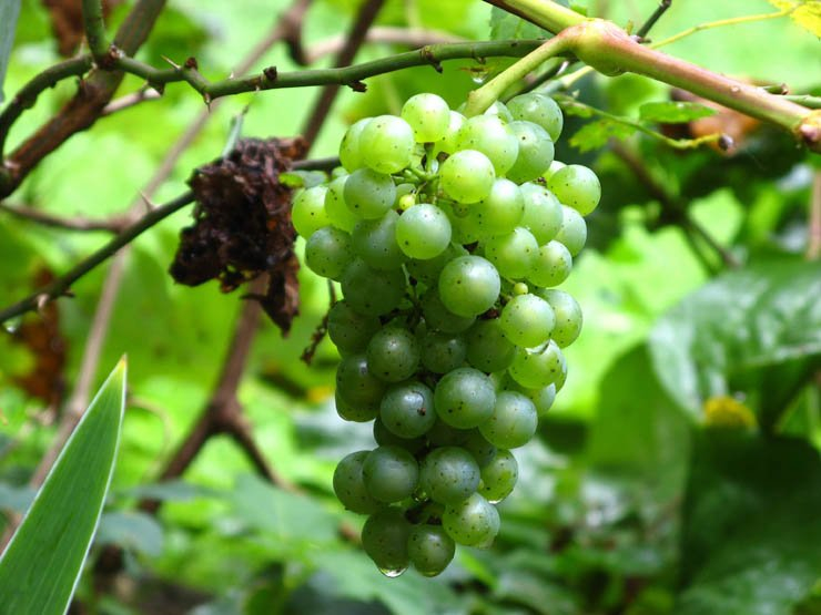 grapes fruit fruits nature food health healthy harvest