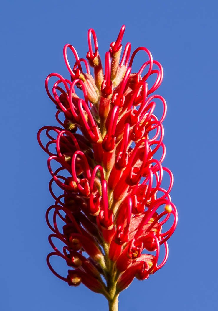 grevillea plant plants spring sun summer sunny red sky clear