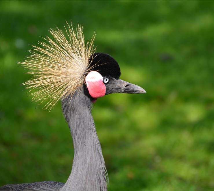 grey crowned crane bird birds zoo animal animals forest park