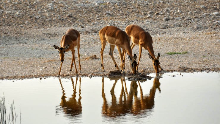group gazelles drinking lake animal animals zoo forest gazelle water