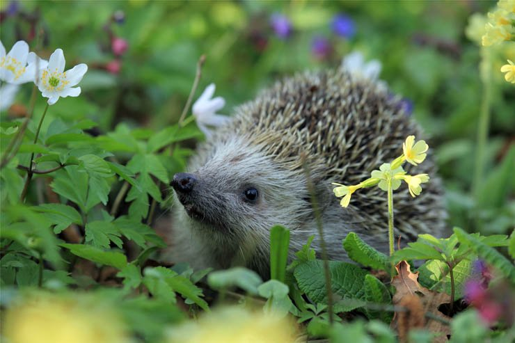 hedgehog animal zoo animals forest plant plants