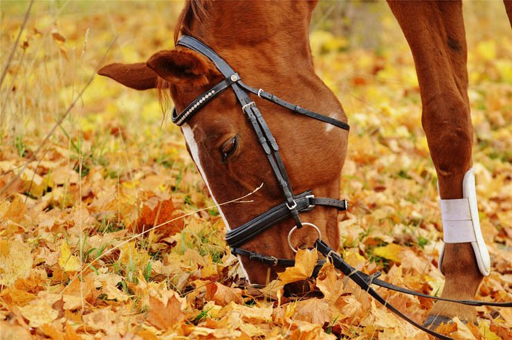 horse ride riding animal animals autumn season leaves leaf
