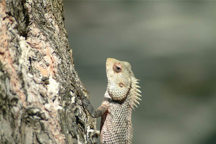 iguana lizard tree animal animals reptile reptiles forest zoo