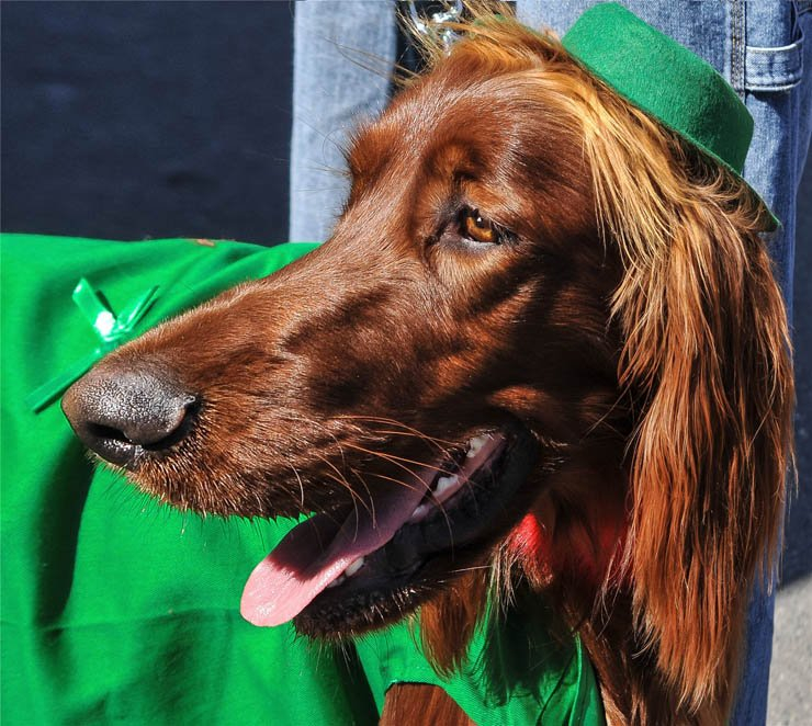 irish setter dog dogs pet pets dress wear cloth clothes
