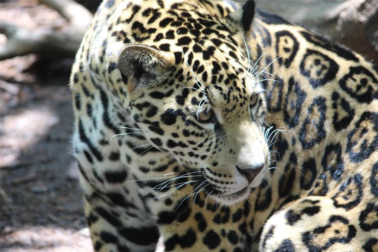 jaguar animal animals zoo forest