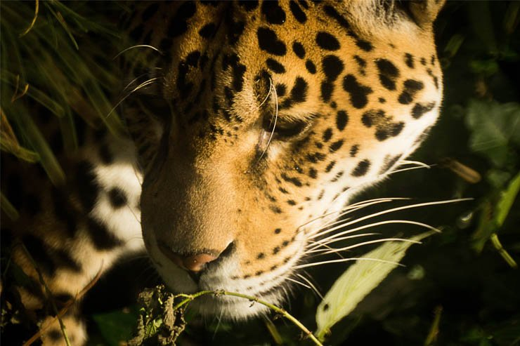 jaguar  animals animal zoo park forest jungle