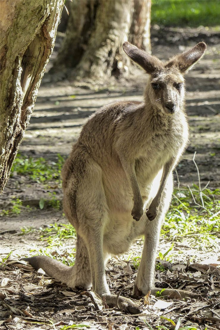 kangaroo animal animals zoo forest australia