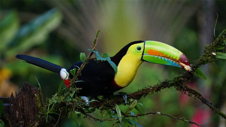 keel billed toucan bird birds tropical forest zoo
