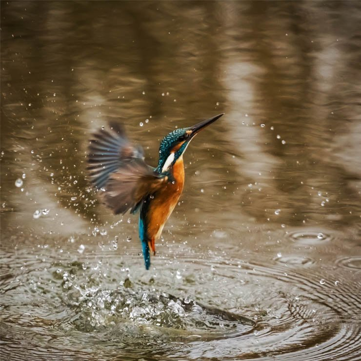 kingfisher bird birds fly flying water ripple