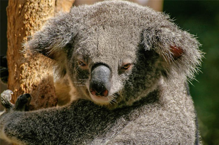 koala animal animals zoo forest tree lazy trees