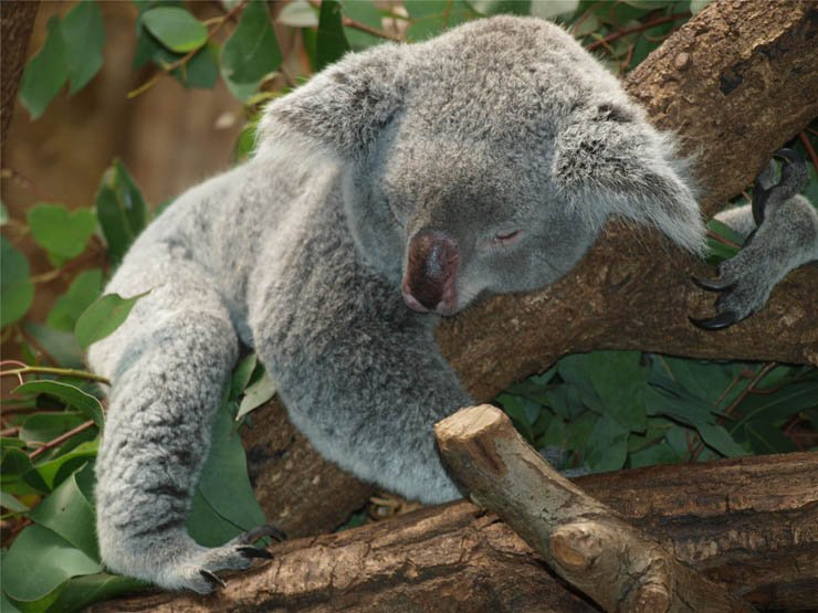 koala bear sleep sleeping lazy tree trees zoo forest animal animals