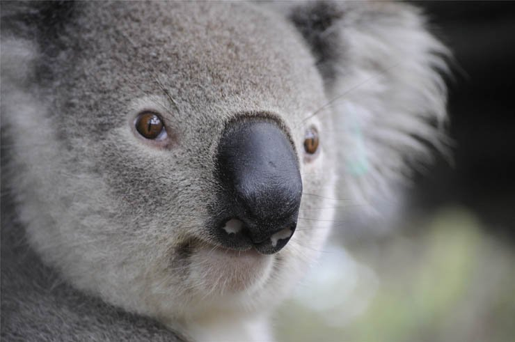 koala bear zoo forest tree trees animal animals
