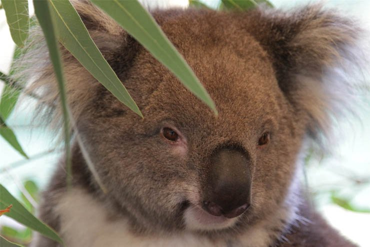 koala leaf tree trees bear animal animals bear zoo forest