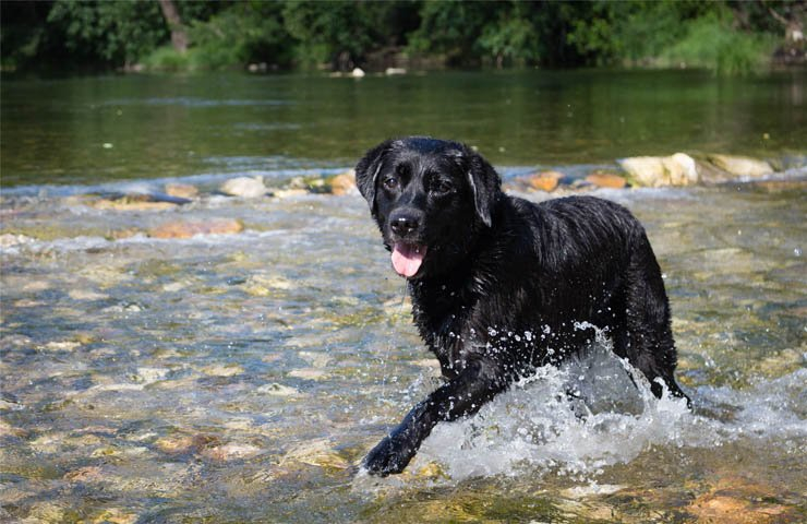 labrador dog dogs animal animals pet pets water lake swim swimming nature outdoor