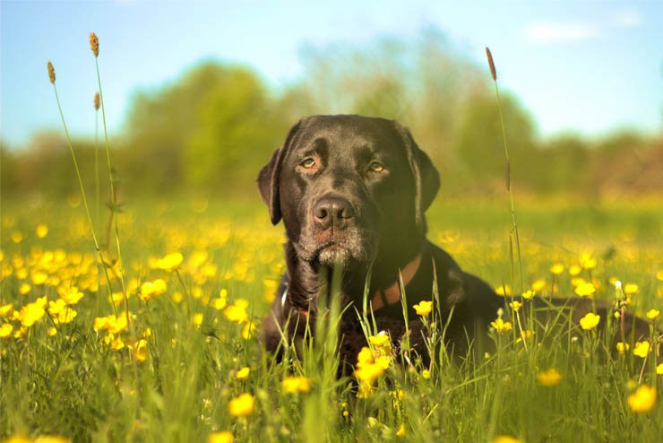 labrador dot pet dogs pets grass spring flowers flower nature