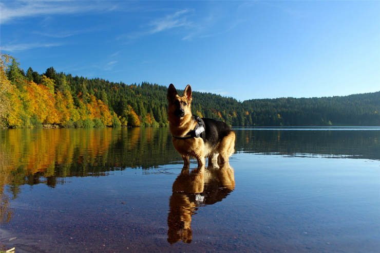 lake dog dogs forest river water pet pets animal animals