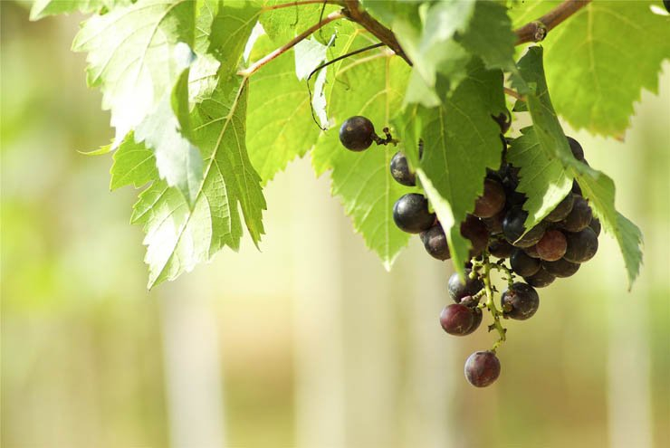 leaf grapes fruit fruits nature food healthy health