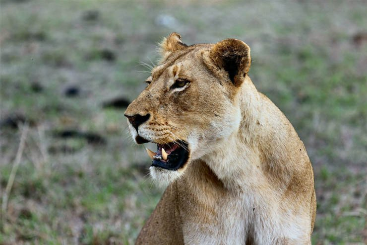 lioness lion animal animals zoo forest lions park jungle roar