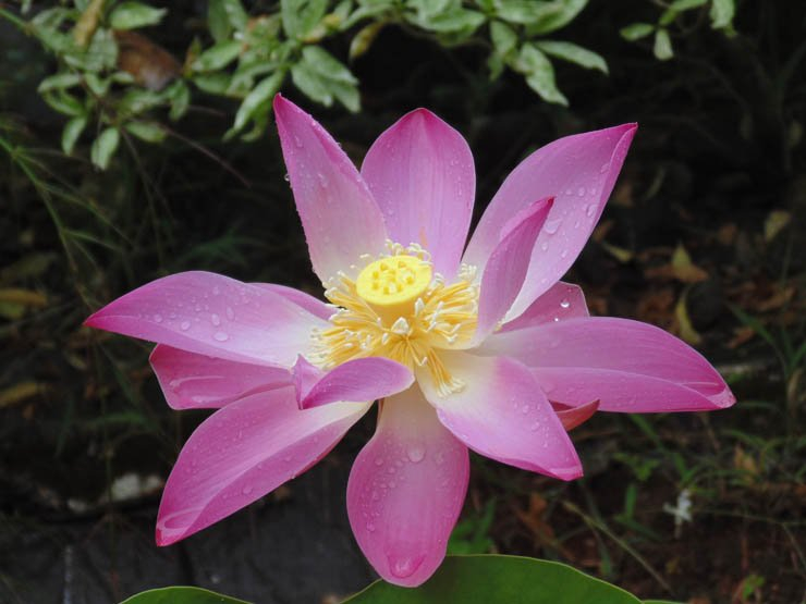lotus flower nature rose natural mist wet pink yellow