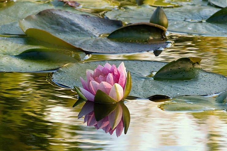 lotus water lake plant plants river spring
