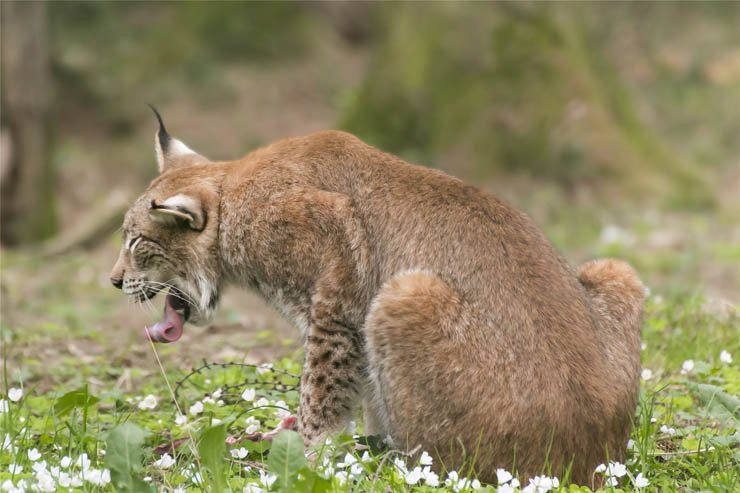 lynx tongue yawn animal jungle forest nature