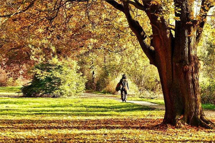 man walking alone forest tree autumn